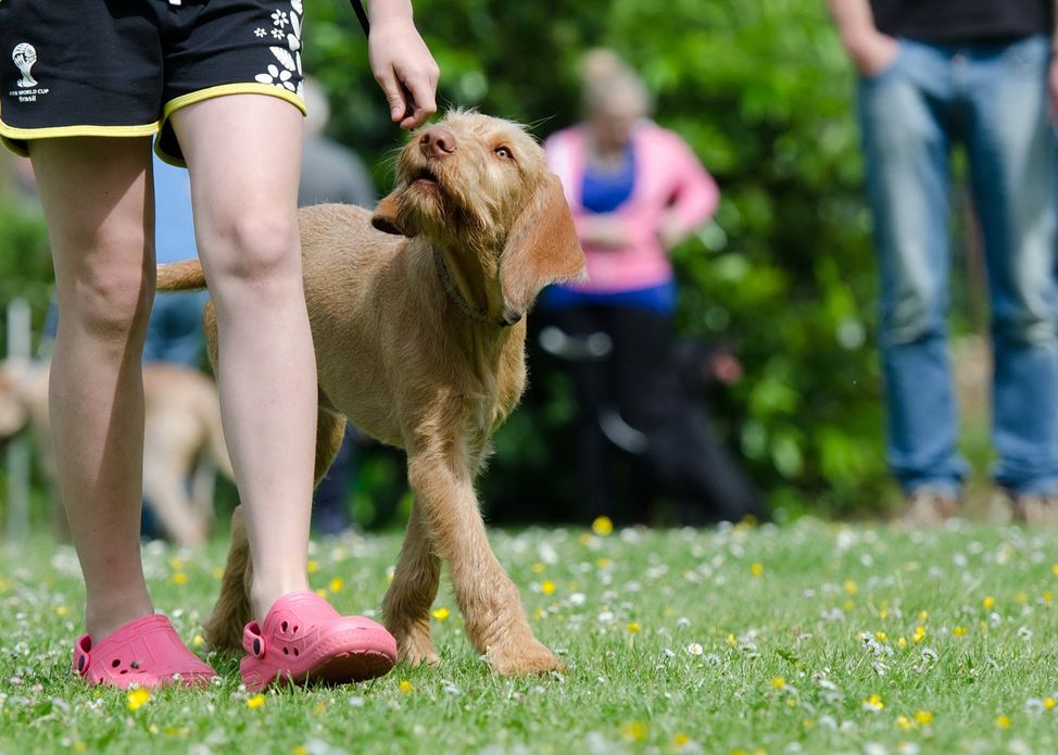 Syracuse Dog Trainer Shares Tips on How to Bring a New Puppy Home