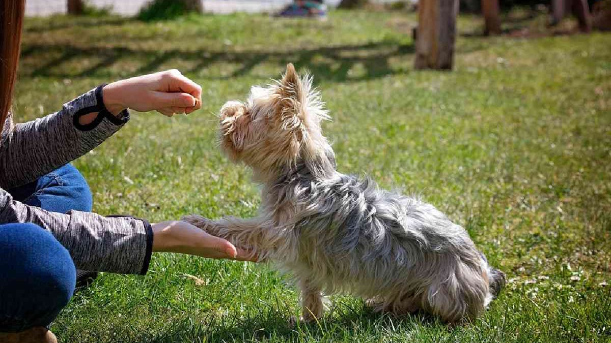 Syracuse Dog Trainer Shares Tips on How to Bring a New Puppy Home