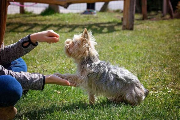 Syracuse Dog Trainer Shares Tips on How to Bring a New Puppy Home